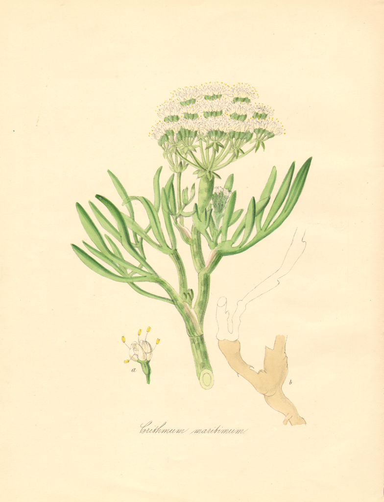 PLANTAE UTILIORES. Sea samphire (Crithmum maritimum) Hand colour. BURNETT 1842